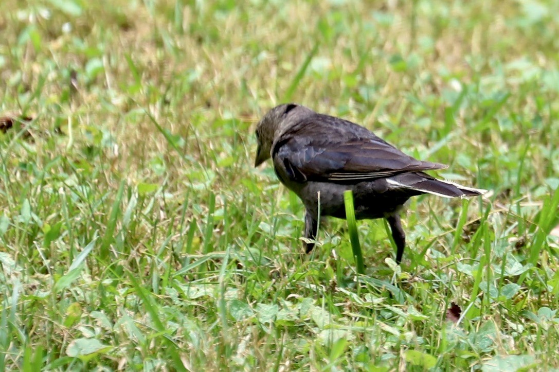 Brown-headed Cowbird - ML620831944