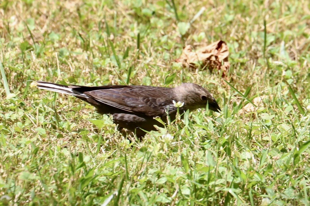 Brown-headed Cowbird - ML620831945