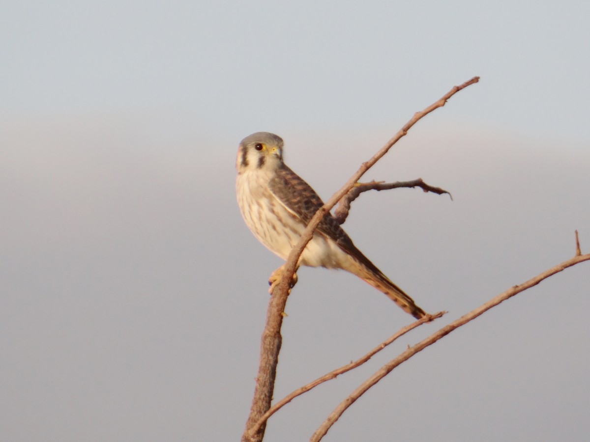 American Kestrel - ML620831947