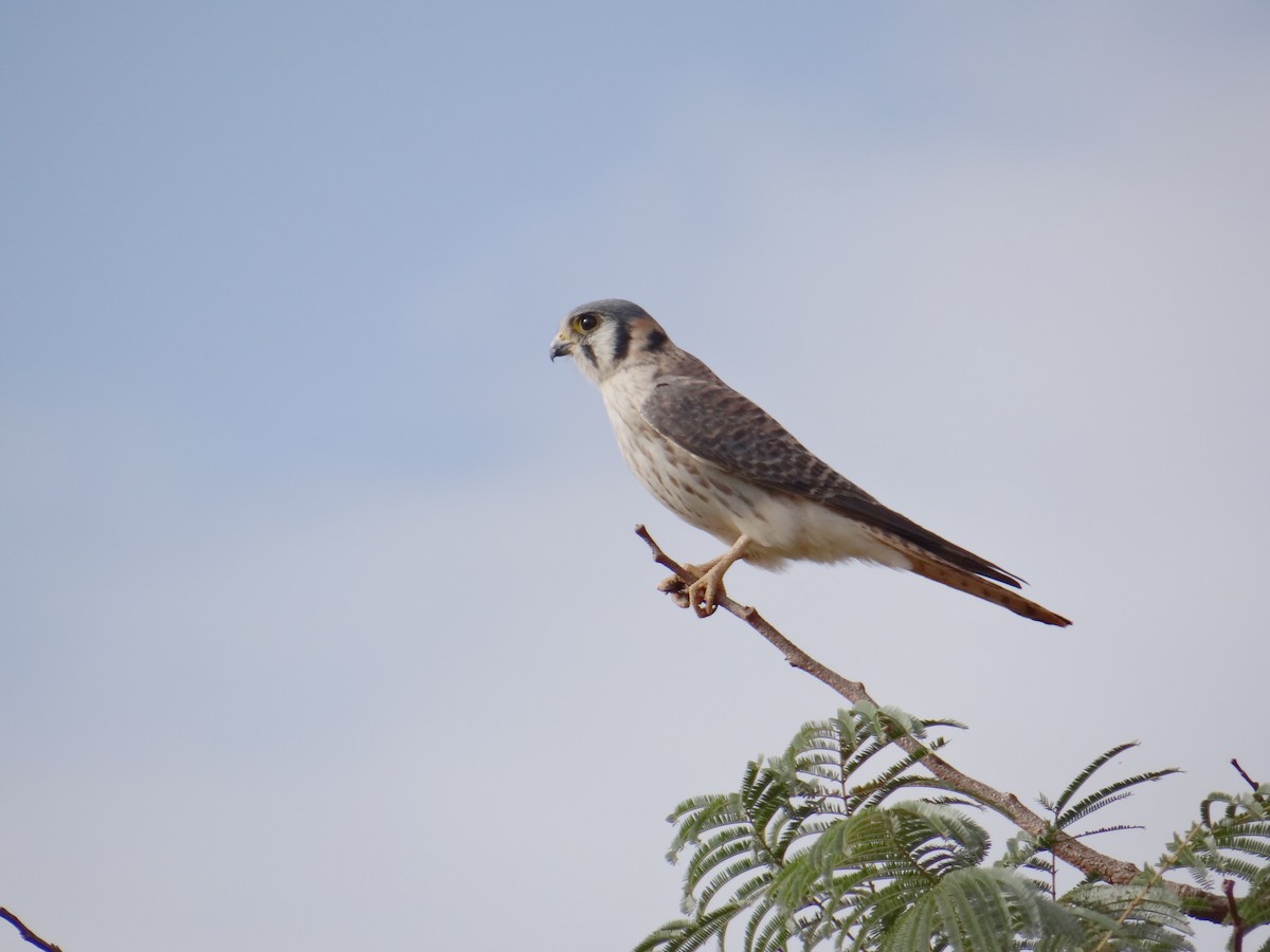American Kestrel - ML620831948