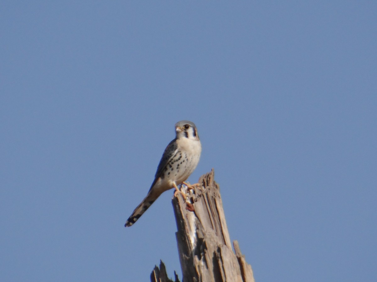 American Kestrel - ML620831949