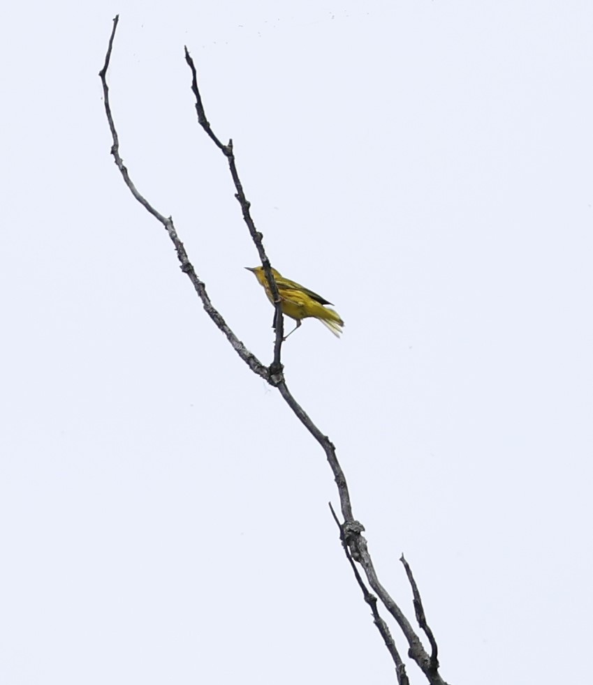 Yellow Warbler - ML620831950