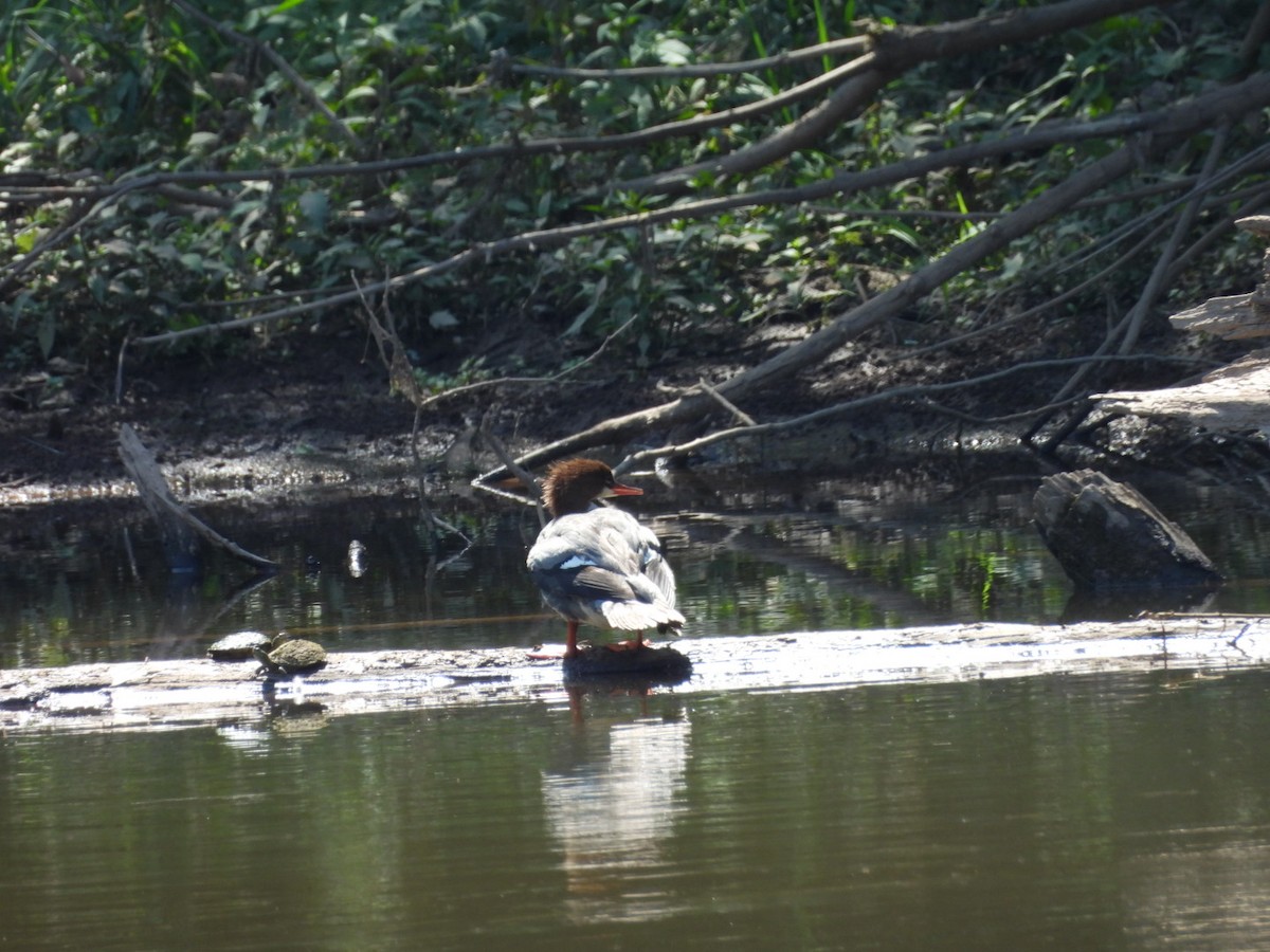 Common Merganser - ML620831952