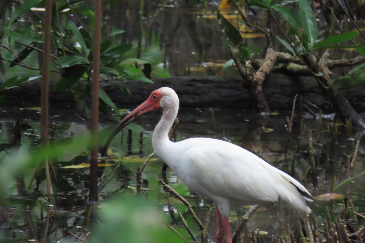 White Ibis - ML620831953