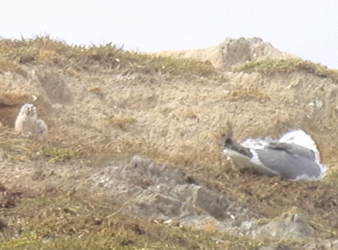 Western Gull - ML620831954