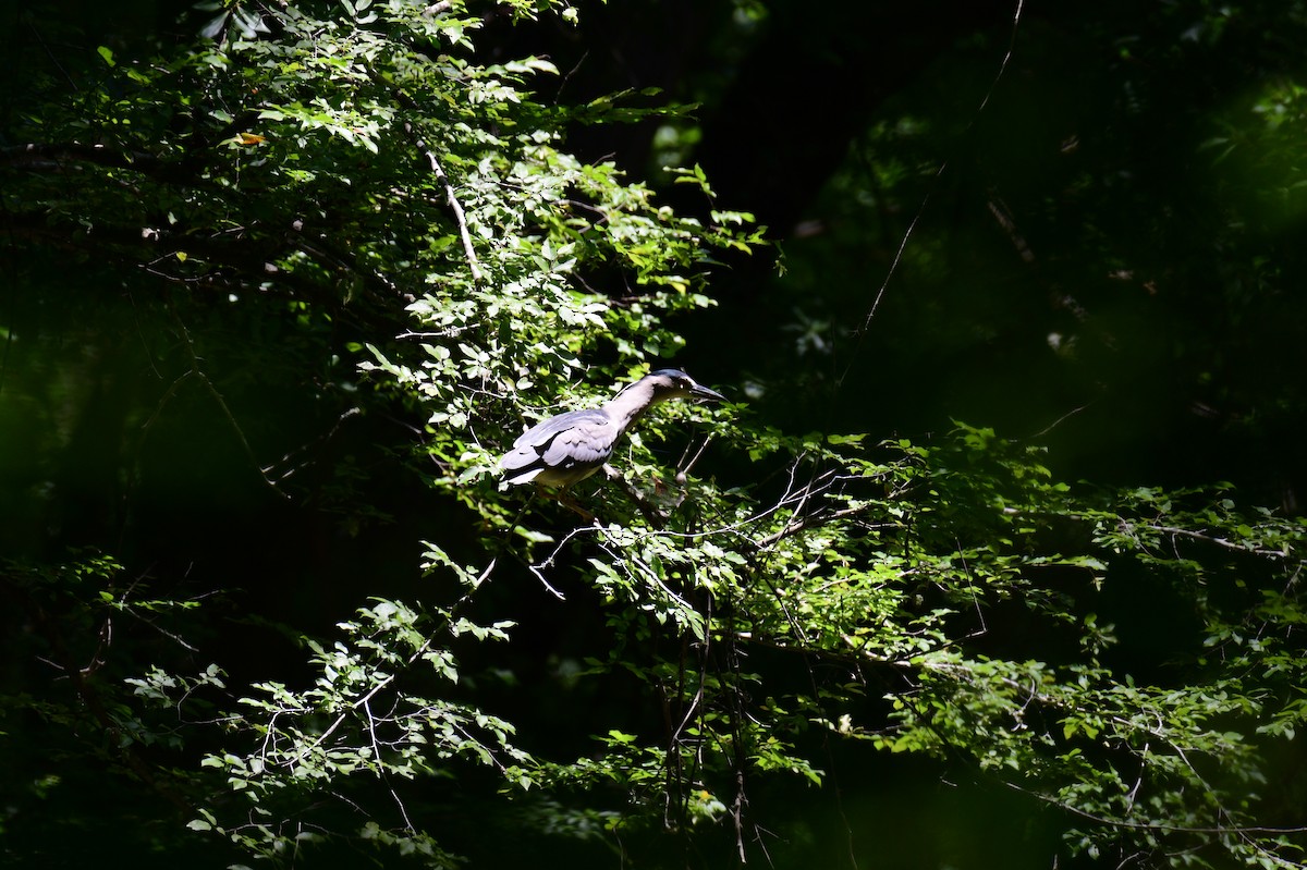 Black-crowned Night Heron - ML620831955