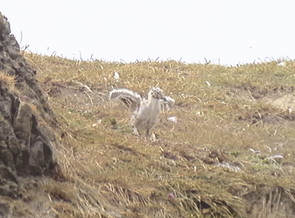 Western Gull - ML620831957