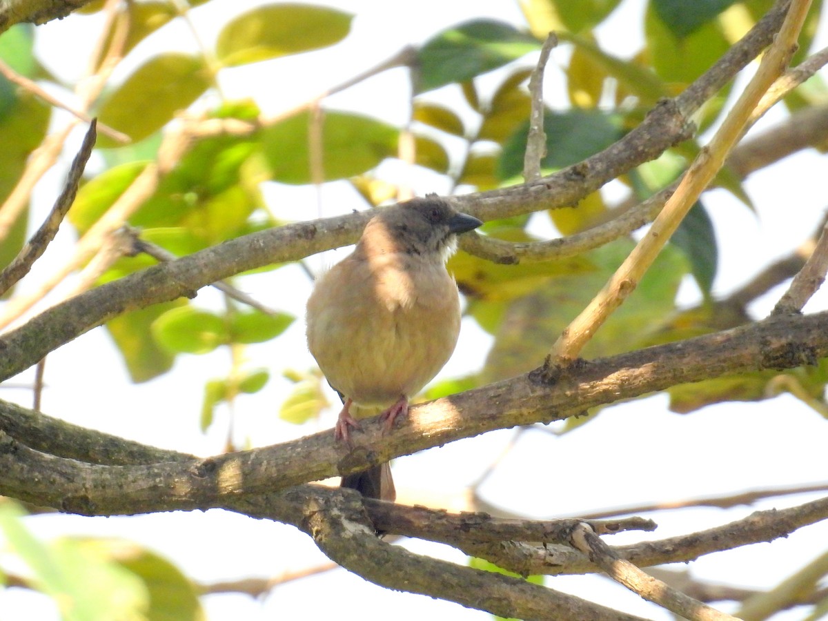 Northern Gray-headed Sparrow - bob butler