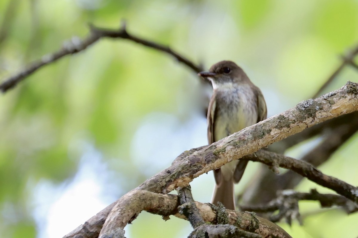 Eastern Phoebe - ML620831962