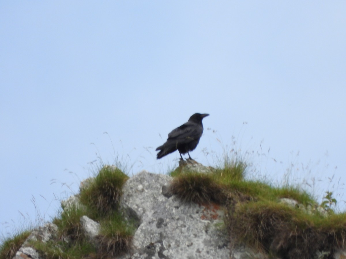 Common Raven - ML620831963