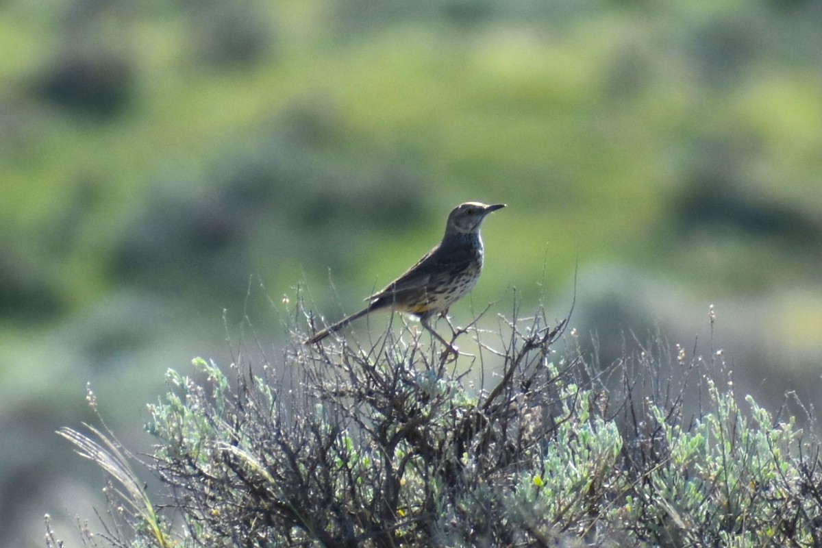 Sage Thrasher - ML620831965