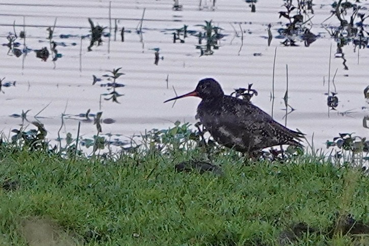 Spotted Redshank - ML620831966
