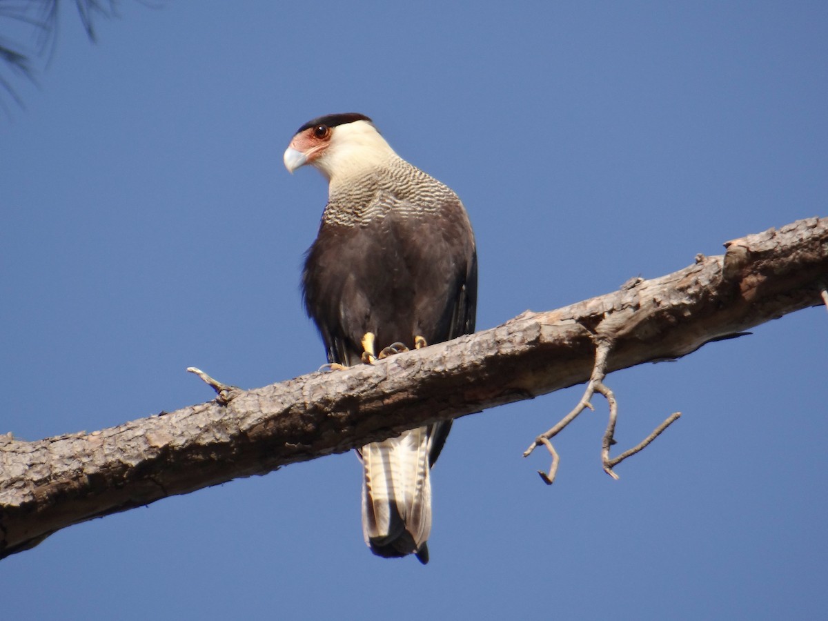 Crested Caracara - ML620831967