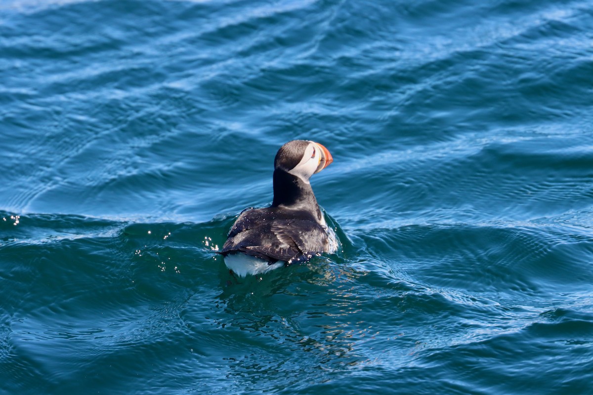 Atlantic Puffin - ML620831968