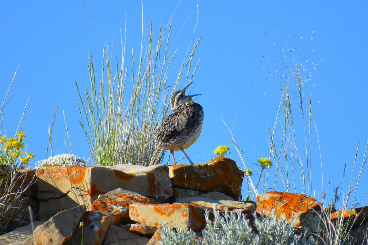 Western Meadowlark - ML620831969