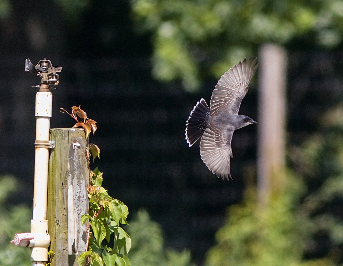 Eastern Kingbird - ML620831970