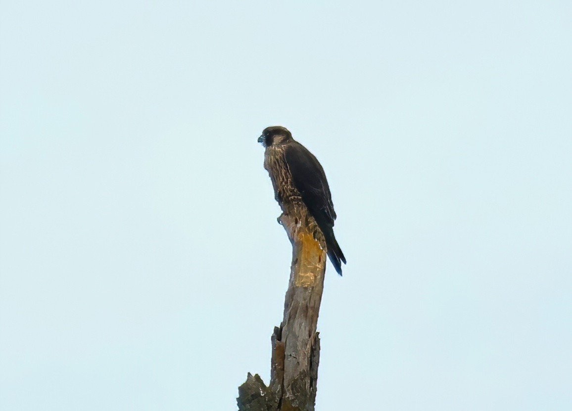 Peregrine Falcon - ML620831974