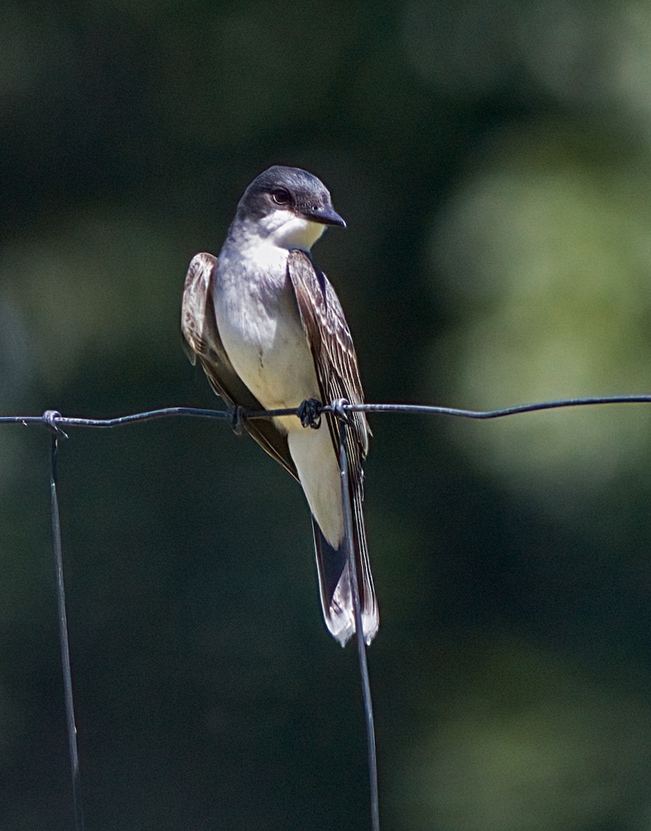 Eastern Kingbird - ML620831975