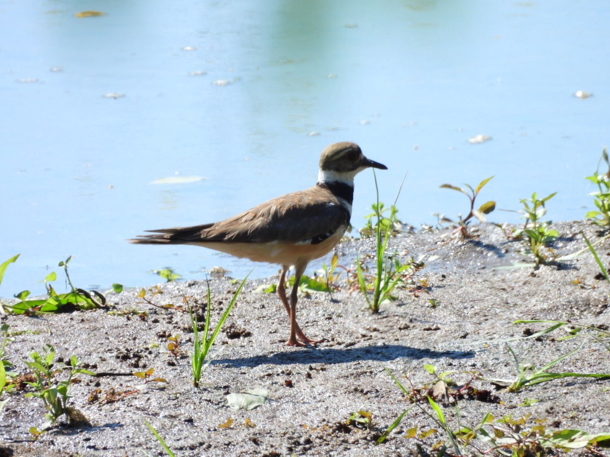 Killdeer - ML620831976