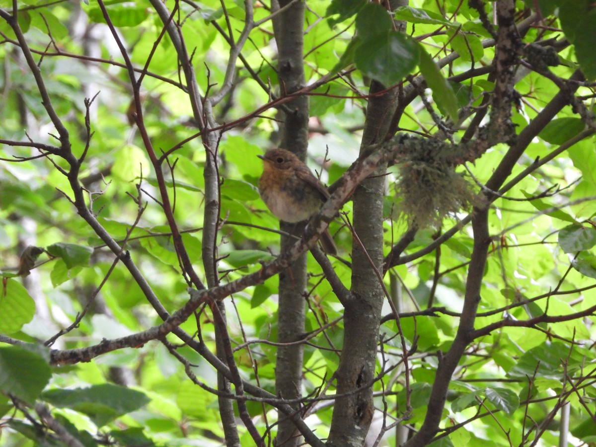 European Robin - ML620831978