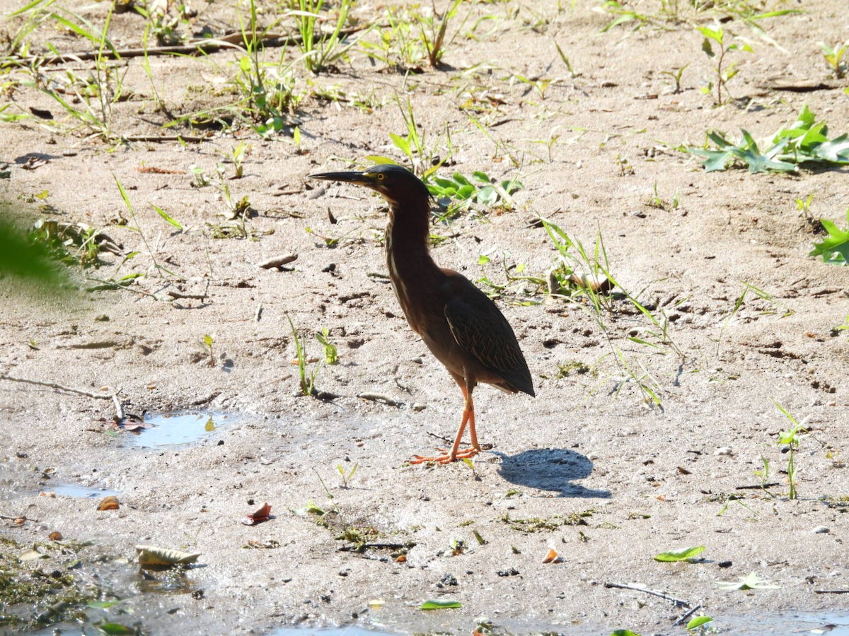 Green Heron - ML620831979