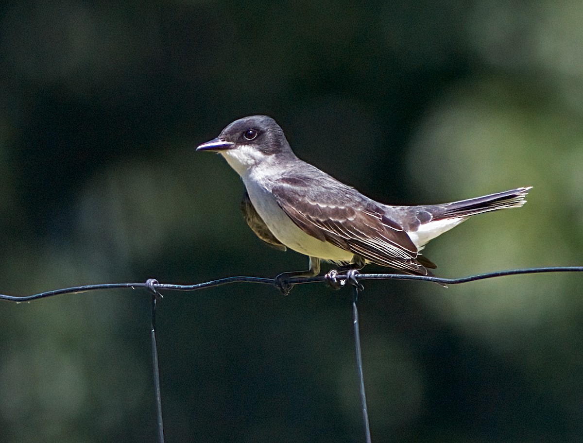 Eastern Kingbird - ML620831980