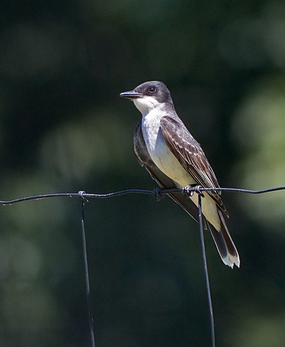 Eastern Kingbird - ML620831981