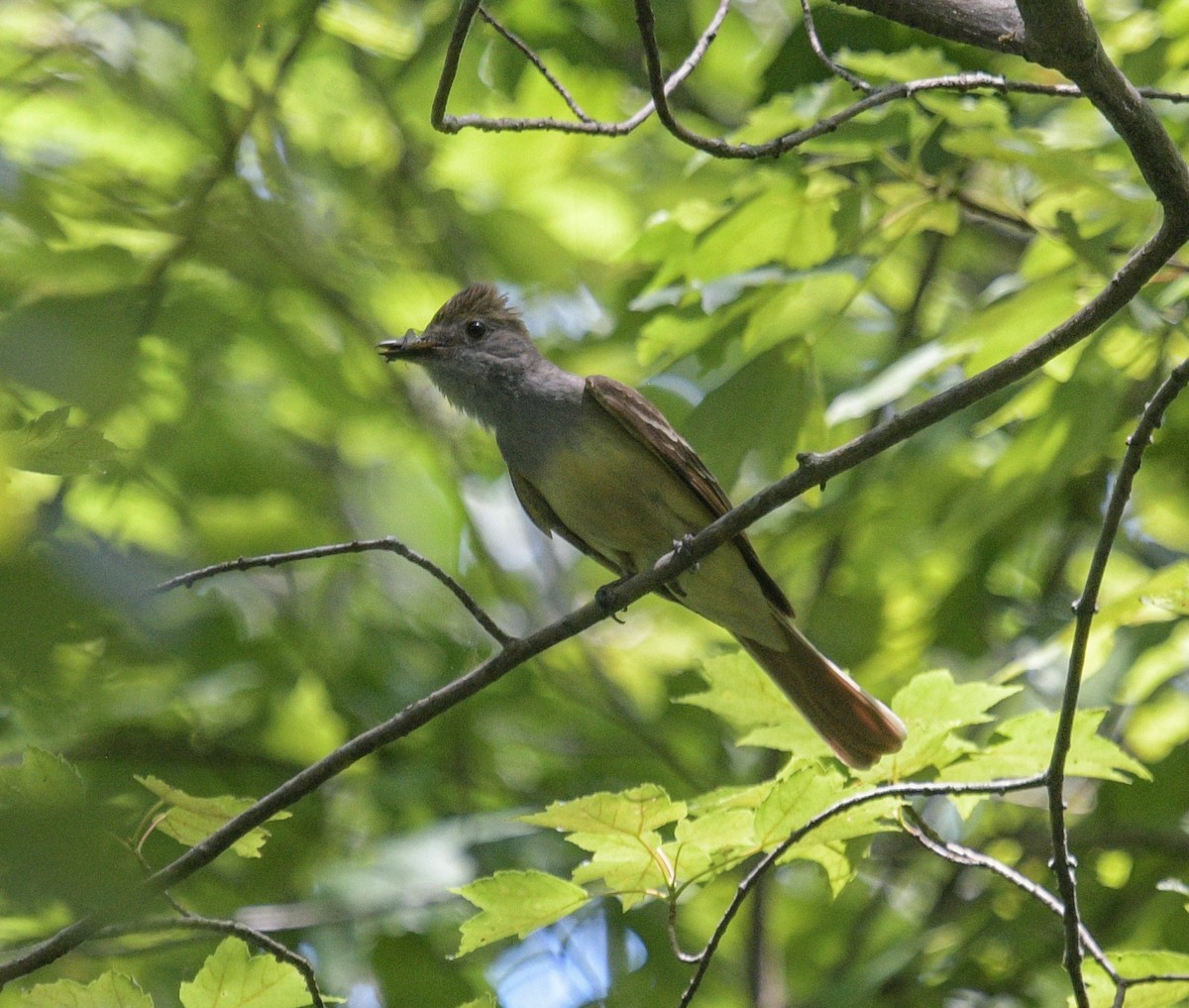Great Crested Flycatcher - ML620831986