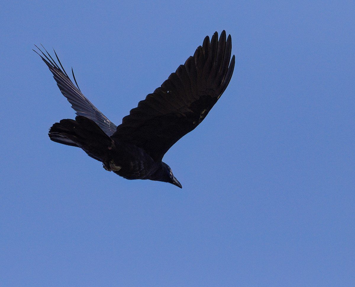 Common Raven - ML620831998