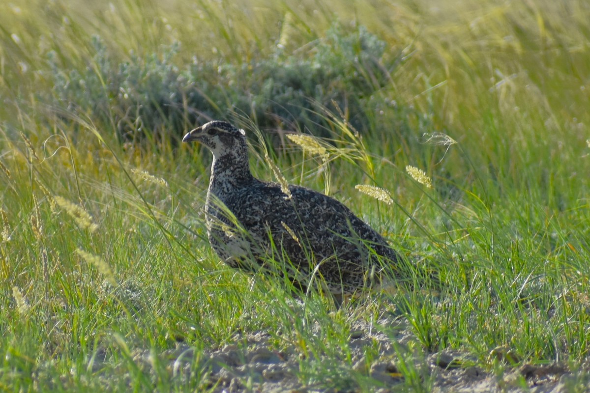 Greater Sage-Grouse - ML620831999