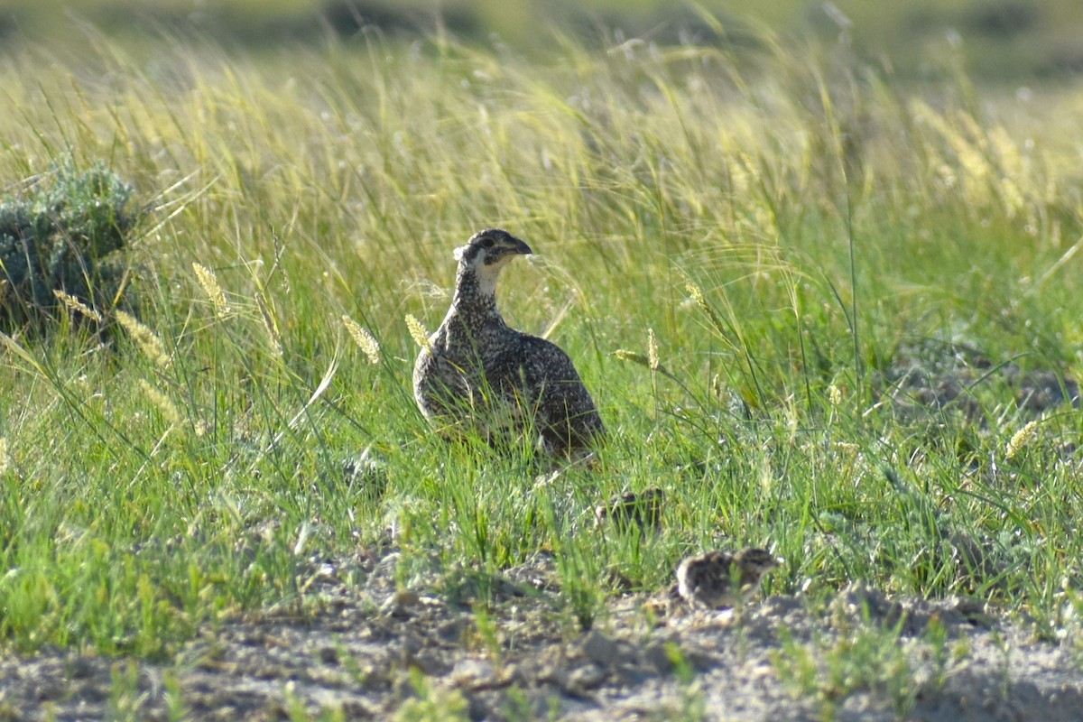 Greater Sage-Grouse - ML620832000