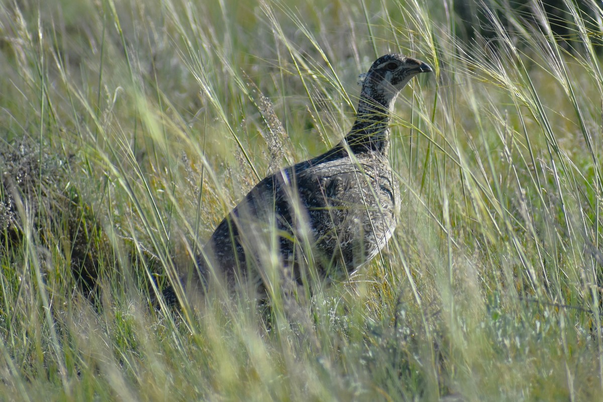 Greater Sage-Grouse - ML620832001
