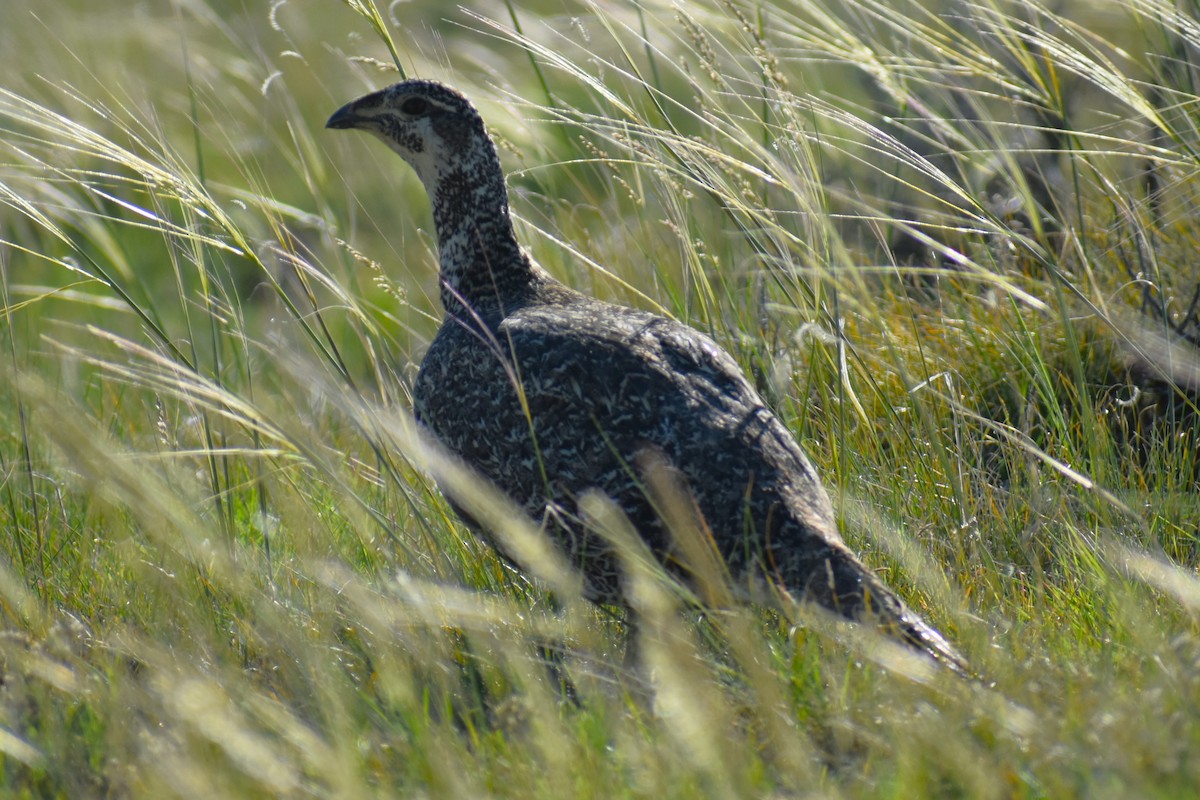 Greater Sage-Grouse - ML620832002