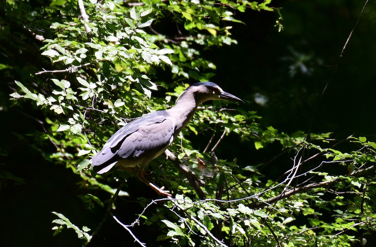 Black-crowned Night Heron - ML620832003