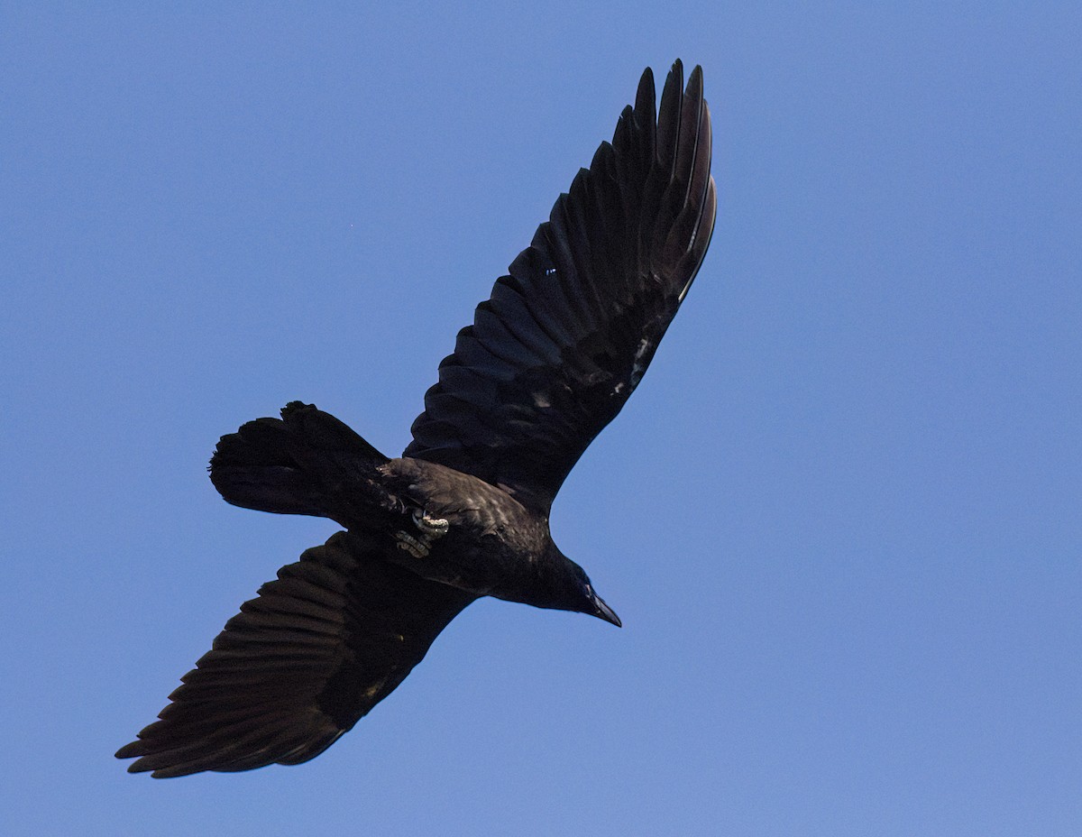 Common Raven - ML620832004