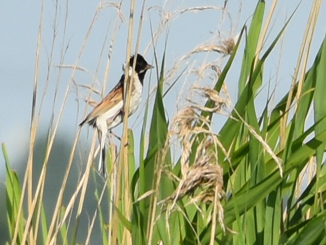 Reed Bunting - ML620832006