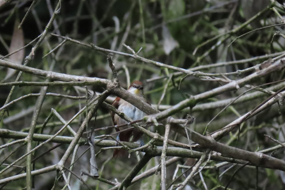 Yellow-chinned Spinetail - ML620832008