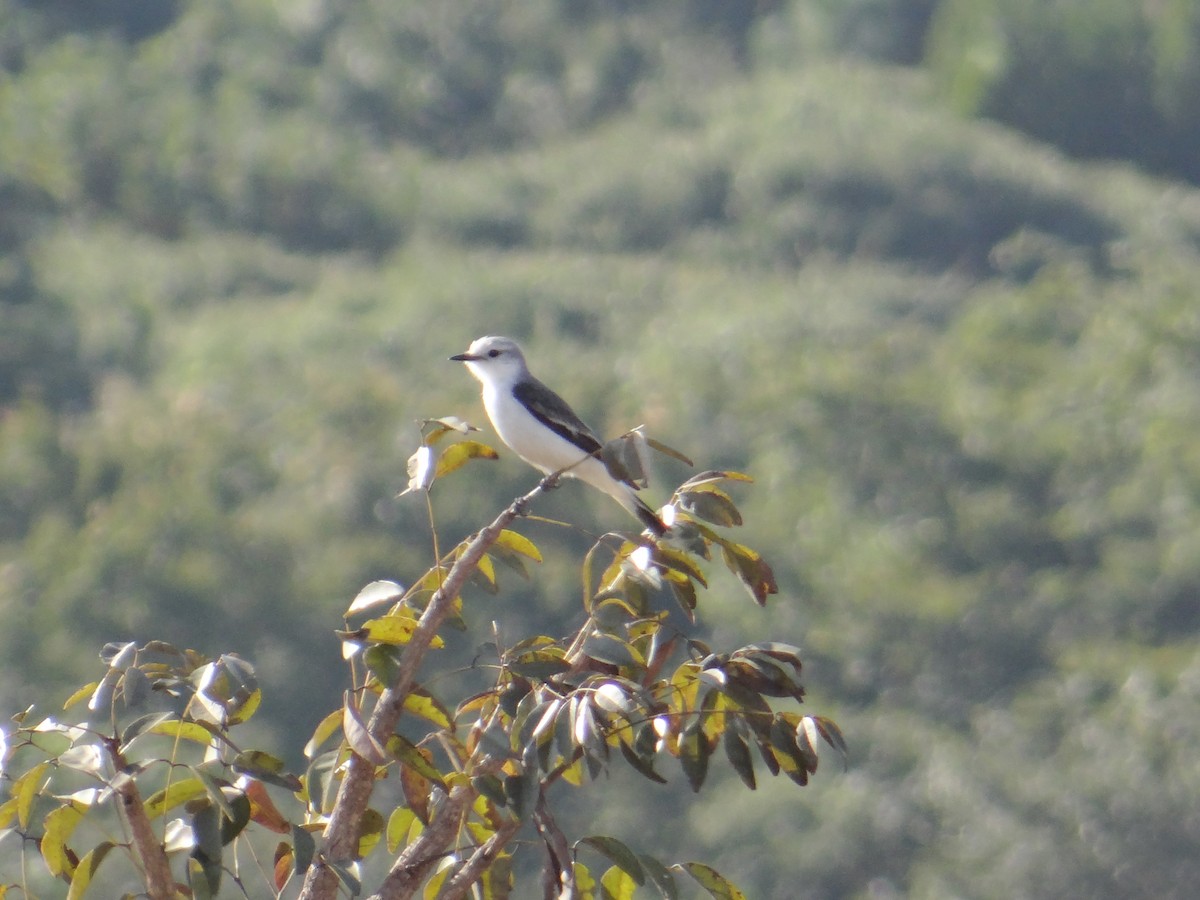 White-rumped Monjita - ML620832011