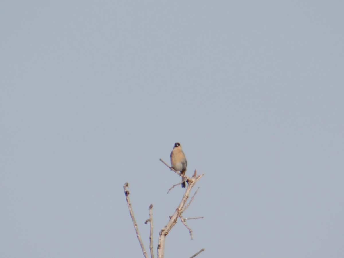 Rufous-collared Sparrow - ML620832014
