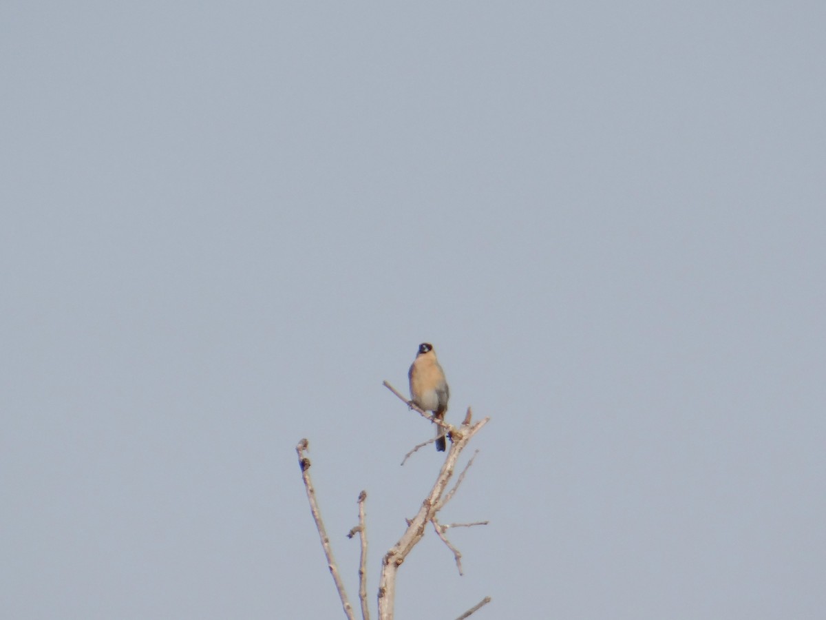 Rufous-collared Sparrow - ML620832014
