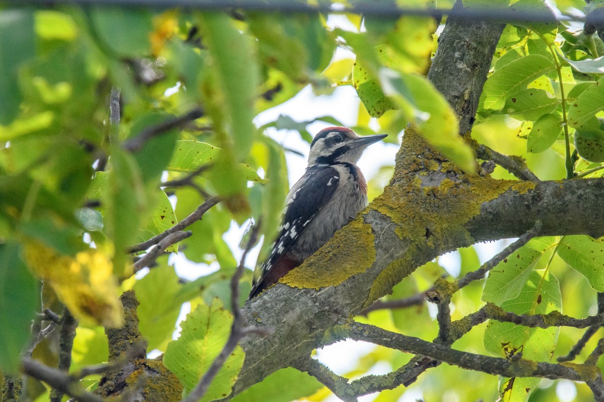 Syrian Woodpecker - ML620832016