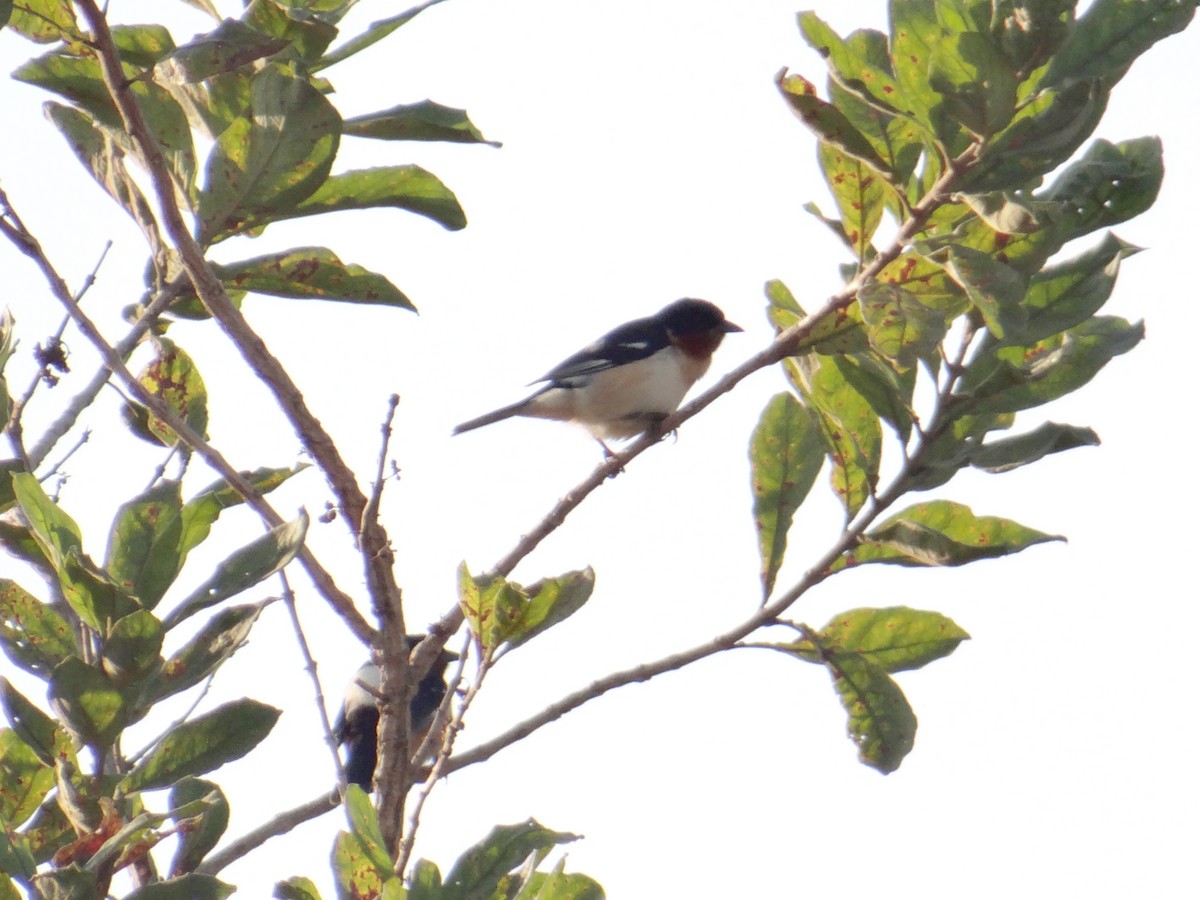 White-rumped Tanager - ML620832027