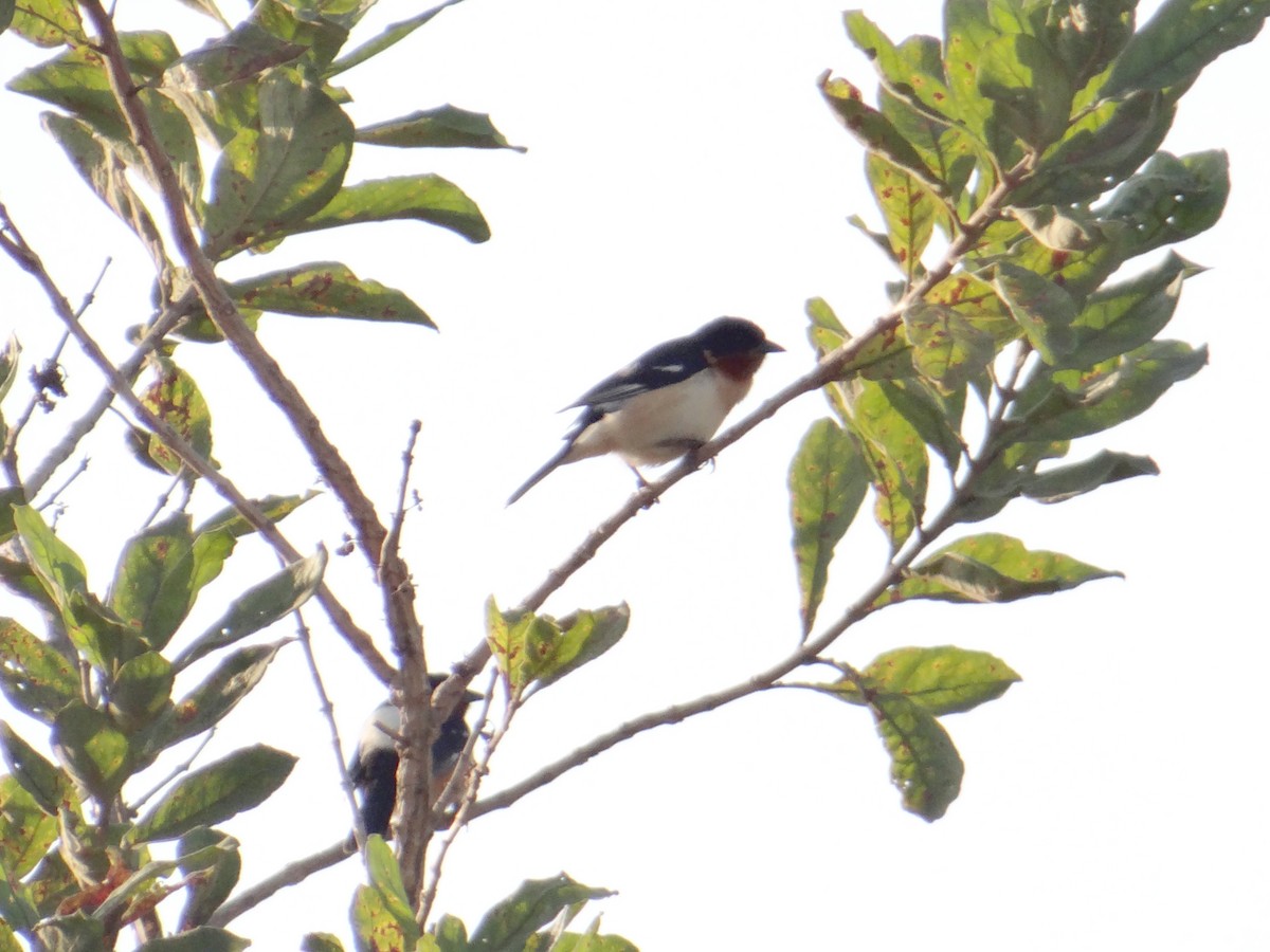 White-rumped Tanager - ML620832028