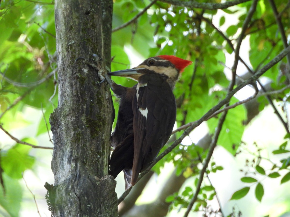 Pileated Woodpecker - ML620832029