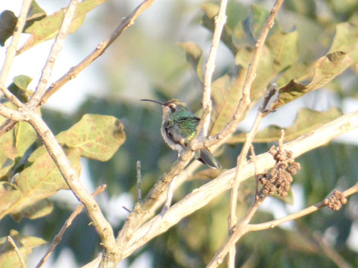 White-tailed Goldenthroat - ML620832050