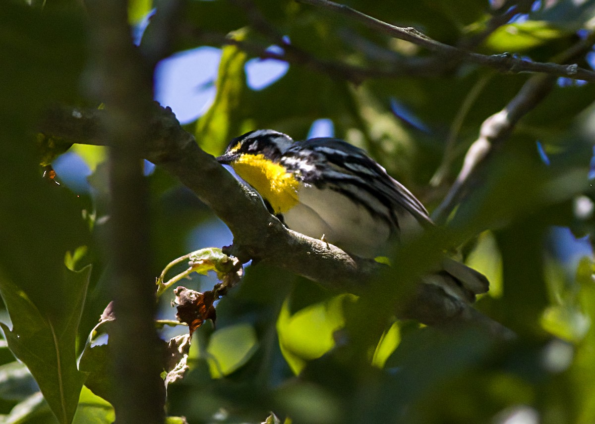 Yellow-throated Warbler - ML620832051