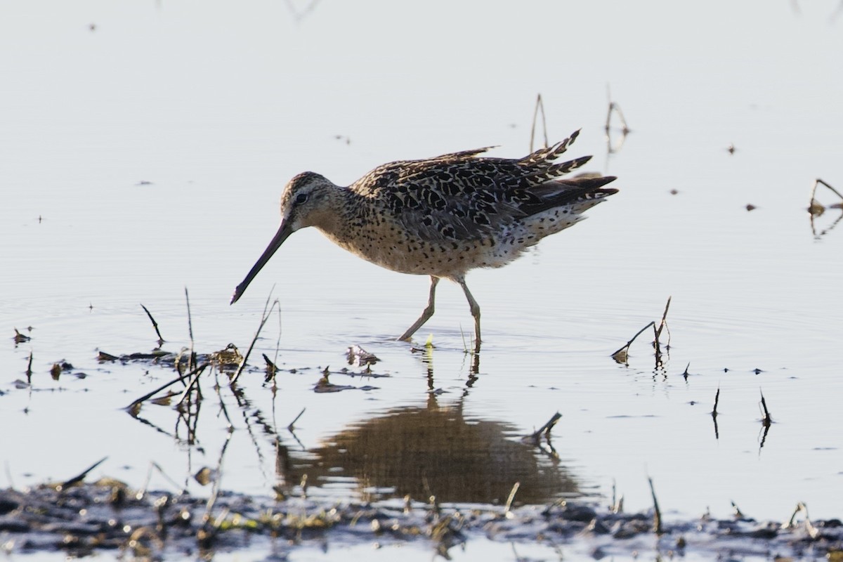 Long-billed Dowitcher - ML620832052