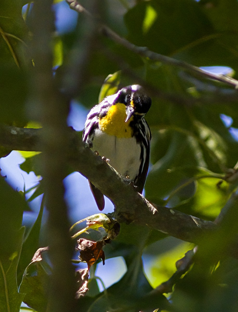 Yellow-throated Warbler - ML620832053