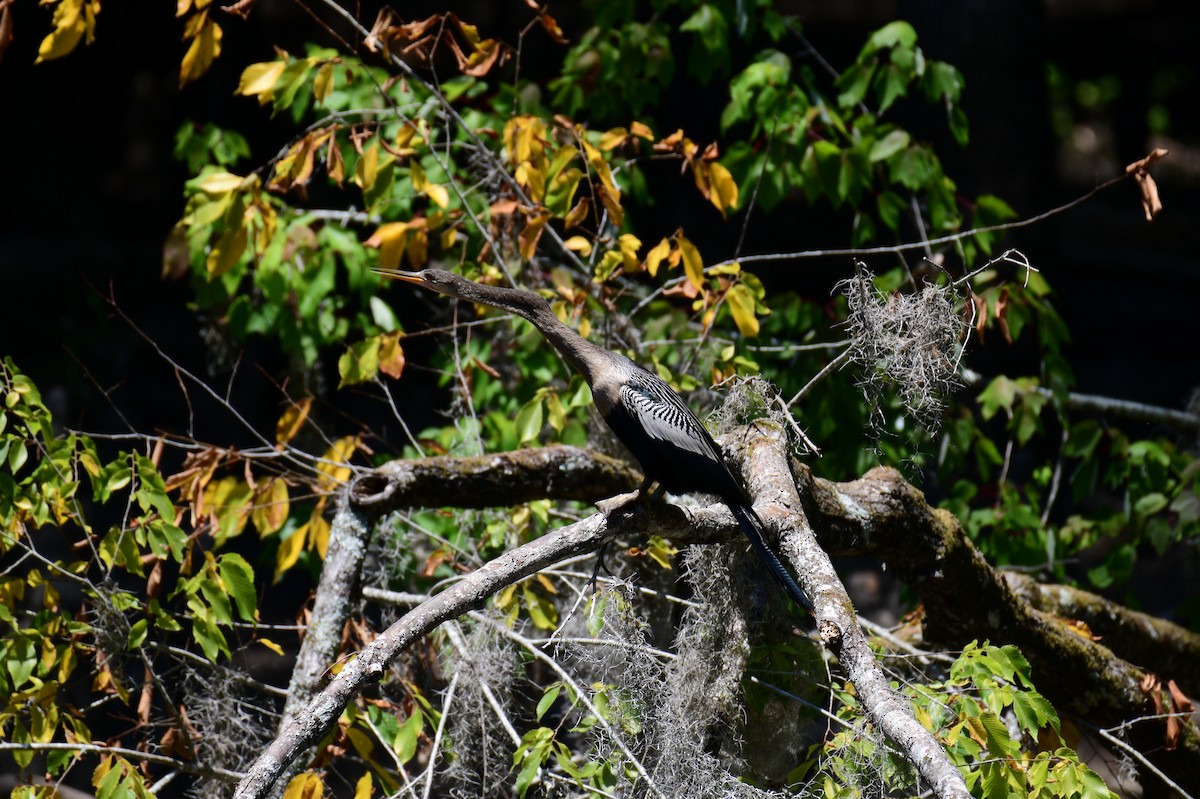 anhinga americká - ML620832054