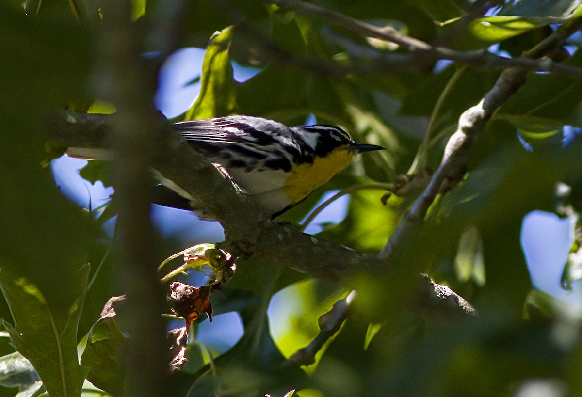 Yellow-throated Warbler - John Gluth